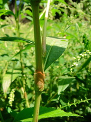 Persicaria robustior