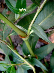Persicaria robustior