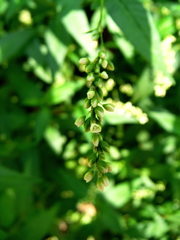 Persicaria robustior
