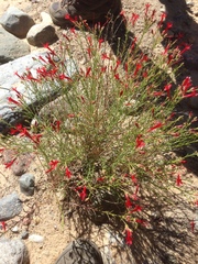 Ipomopsis tenuifolia