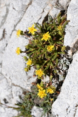 Ivesia gordonii