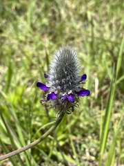 Dalea sericea