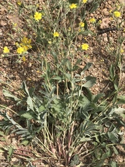 Potentilla hippiana