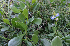Scaevola calendulacea