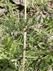 Dalea sericea