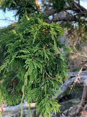 Juniperus maritima