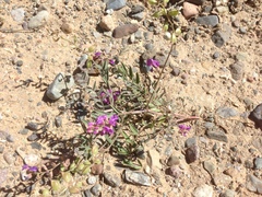 Astragalus prorifer