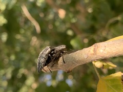 Poecilonota bridwelli