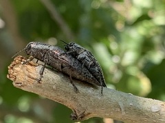 Poecilonota bridwelli