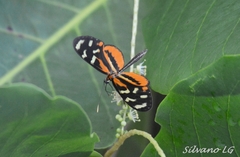 Mechanitis polymnia lycidice