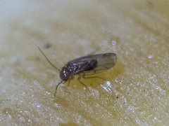 Ectopsocidae