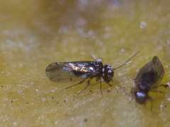 Ectopsocidae