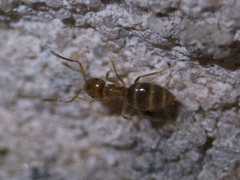 Brachymyrmex