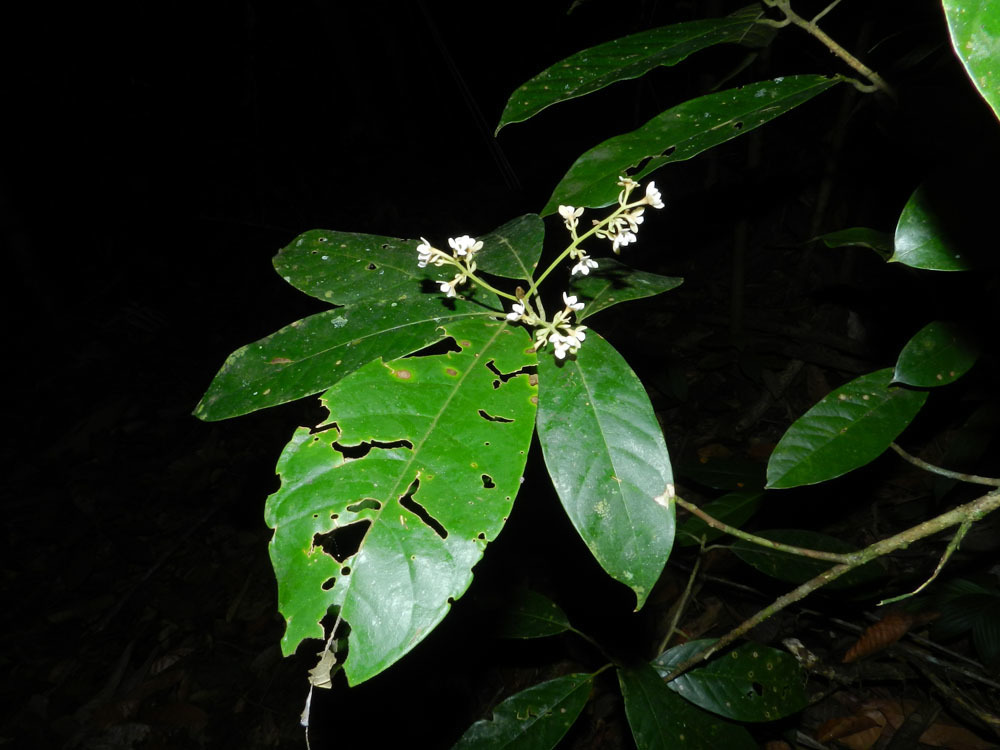 Pleurothyrium