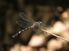 Phyllogomphoides suasus