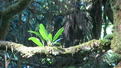 Bulbophyllum pectinatum