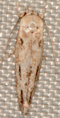 Mompha brevivittella