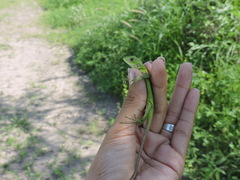 Ctenosaura pectinata