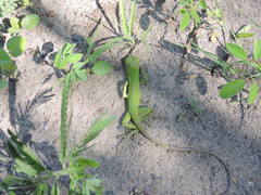 Ctenosaura pectinata