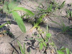 Ctenosaura pectinata