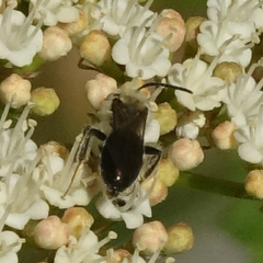 Melandrena