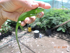 Ctenosaura pectinata