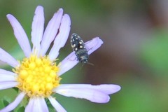 Acmaeodera tubulus