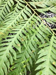 Woodwardia orientalis