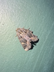 Homophoberia apicosa