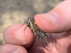 Clidophleps distanti