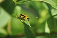 Acalymma gouldi