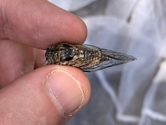 Clidophleps distanti