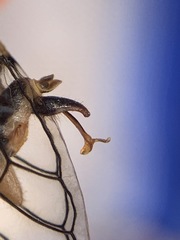 Clidophleps distanti