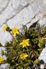 Ivesia gordonii