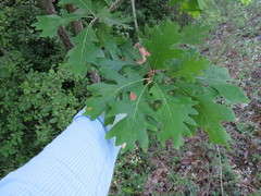 Quercus × bebbiana
