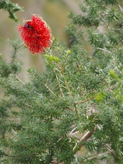 Kunzea baxteri