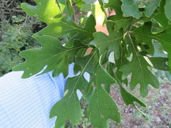 Quercus × bebbiana