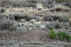 Cynomys parvidens