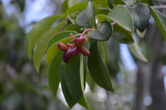 Guapira fragrans