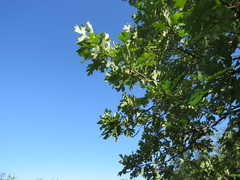 Quercus × bebbiana
