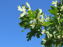 Quercus × bebbiana