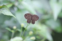 Ypthima multistriata