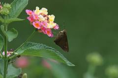 Caltoris cahira austeni