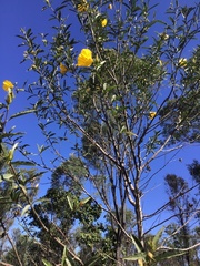Hibiscus divaricatus