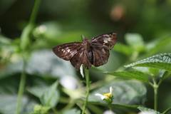Seseria formosana
