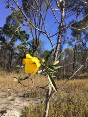 Hibiscus divaricatus