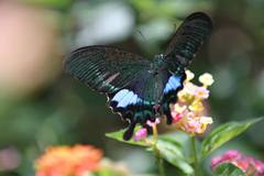 Papilio hermosanus
