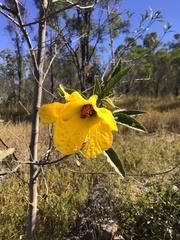 Hibiscus divaricatus