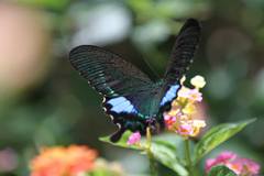 Papilio hermosanus
