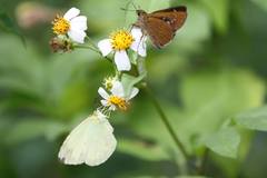 Caltoris cahira austeni